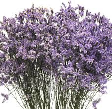 Image result for Limonium