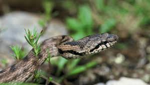 Découvrez le plus grand serpent du monde en vidéo! Montauban Le Serpent Un Intrus Qui Vous Veut Du Bien Ladepeche Fr