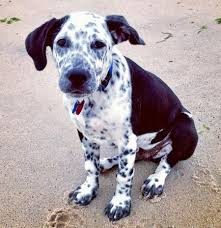 Check spelling or type a new query. Dalmatian Lab Mix Puppies Off 51 Www Usushimd Com