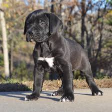 Each dog or puppy listed will require the signing of an online contract, whether it be for adoption or for sale. Pin On Dog
