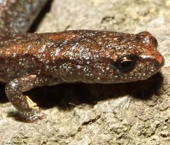 Image result for Vepris sansibarensis