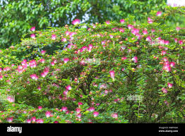 Image result for Calliandra brevipes