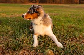 We did not find results for: Best Brush For Australian Shepherd 10 Best Grooming Brushes For Aussie