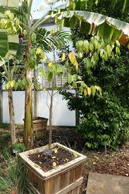 Image result for Dialium guineense