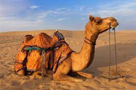 Camel car battery delivery malaysia. Thousands Of Feral Camels In Australia To Be Killed To Help Global Warming World News Mirror Online