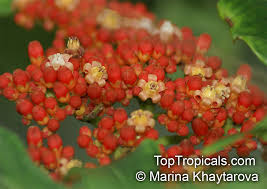 Image result for Leea guineensis