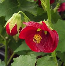 Image result for Abutilon sp.no.2