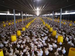 5 tips for designing a custom chicken run. Business Ayam Di Musim Covid 19 Maria Firdaus