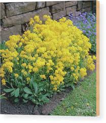 Image result for Aurinia