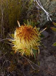 Image result for Protea welwitschii × angolensis