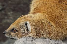 Synonyms for overwhelmed (related to emotion). Schadenfreude And Other German Words Without Translation Merriam Webster