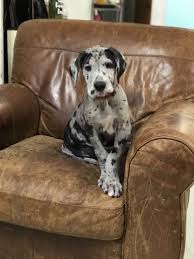 Search by desired gender, age, and more at puppyspot.com. Ckc Great Dane Puppies For Sale V1 Lenze Com Tr