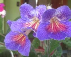 Image result for Streptocarpus goetzei