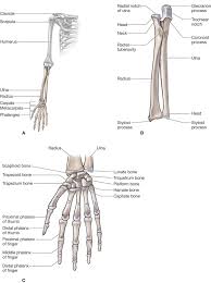 Image result for Normal Anatomic Position of the Hand and Wrist