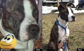 Pit bull mix puppy for adoption. 2019 Dog Bite Fatality Pit Bull Kills 44 Year Old Female Owner In Somerset Massachusetts Dogsbite Blog