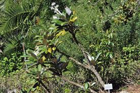 Image result for Heywoodia lucens