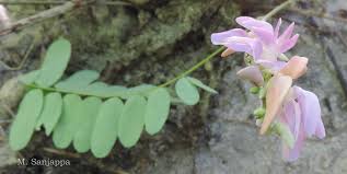 Image result for Abrus melanospermus