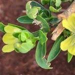 Image result for Justicia odora