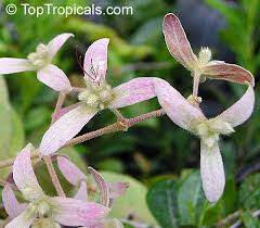 Image result for Congea