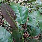 Image result for Uapaca guineensis
