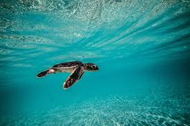 Baby Green Sea Turtle Blue Water Sea Turtle Art Etsy Sea Turtle Art Sea Turtle Print Underwater Photography