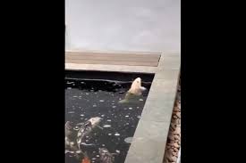 Akan ada ombak yang membuat badan anda bisa terbawa ke samping kanan atau kiri. Viral Video Ikan Seperti Menari Di Kolam Ini Kata Ahli Perikanan Halaman All Kompas Com