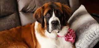 The only way to tell if a dog makes you allergic is if you spend time with the one you want to bring home. The Saint Bernard All You Need To Know About This Friendly Dog K9 Web