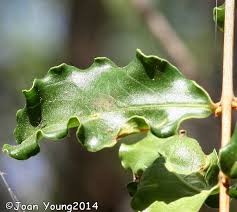 Image result for Galpinia transvaalica