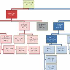 Gender Selection Patient Decision Tree Xx Female Xy