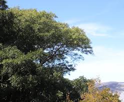 Image result for Tipuana