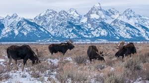 Senator from wyoming for twelve years. Moose Encounters In Grand Teton National Park Latham Jenkins