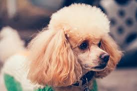 Image result for poodle