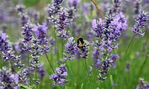 Maybe you would like to learn more about one of these? Love Buzz Bees Most Attracted To Lavender And Marjoram Study Finds Bee Friendly Flowers Geranium Care Lavender Garden