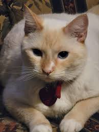 Any donations for cat surgery costs appreciated