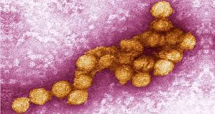 Ein anderes wort für malariamücke. Vier Falle Des West Nil Virus In Sudbrandenburg Nachgewiesen