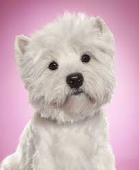 Pin On Sweet Pups
