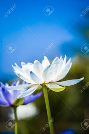 I like that she offers regular specials and coupons. White Lotus Represents Peace Happiness And Beauty Stock Photo Picture And Royalty Free Image Image 25836946
