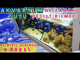 4 Adimda Akvaryumun Berrak Olsun Akvaryum Suyu Berraklastirma Akvaryum Temizligi دیدئو Dideo