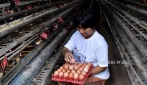 Jadwal euro 2020 hari ini: Duh Harga Ayam Hidup Anjlok Lagi Peternak Jateng Diy Rugi Rp7 000 Per Kg