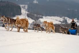 Ces chiens sont choisis pour leur endurance, leur force et leur vitesse. Chiens De Traineaux