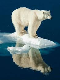 Polar Bear Eisbar Tier Aktivitaten Saugetiere
