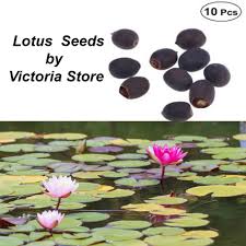 Local portland florist since 1985 exceptional service, great quality Pack Of 10 Fresh Lotus Seeds 100 Authentic Lotus Flower Seeds Excellent Germination Buy Online At Best Prices In Pakistan Daraz Pk