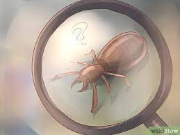 Understanding the pest factors in pest analysis. How To Become A Pest Control Specialist 13 Steps With Pictures