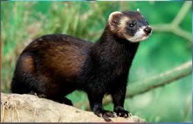 Image result for kuna lesní obrázky