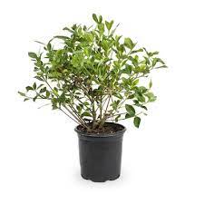 Check spelling or type a new query. 2 5 Quart White August Beauty Gardenia Flowering Shrub In Pot L3497 In The Shrubs Department At Lowes Com