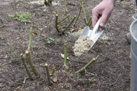 Wann der richtige zeitpunkt ist und womit die nährstoffzufuhr gelingt, lesen hinweis: Rosen Dungen So Wachsen Und Bluhen Sie Uppig Mein Schoner Garten