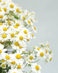 Image result for Matricaria