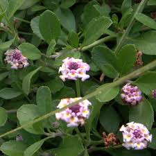 Die pflanze benötigt keine mäharbeiten, so dass man die im garten vielfältig einsetzen kann. Phyla Nodiflora Lippia Nodiflora