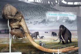 Image result for mammuthus primigenius