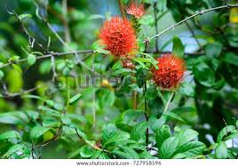 Image result for Combretum constrictum